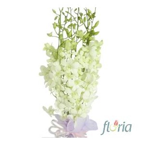 Buchet de 9 orhidee dendrobium albe