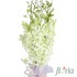 Buchet de 9 orhidee dendrobium albe