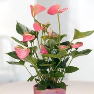 Buchet de 19 Anthurium roz